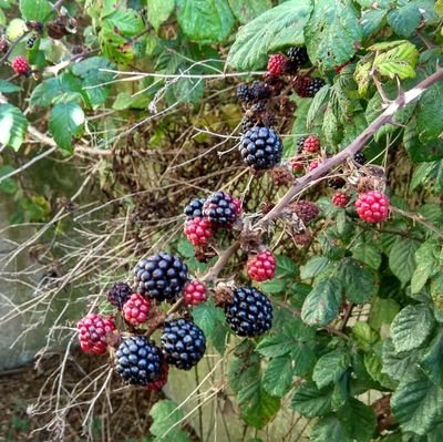 ElnarFerou's profile picture. Preparando la vida, presente, pasada y futura