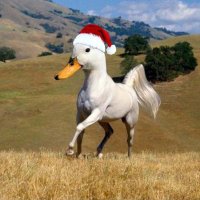 PatitoCuack (@patitocrackk) 's Twitter Profile