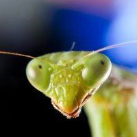 Mantis Jungle Survivor π (@jungle_mantis) 's Twitter Profile