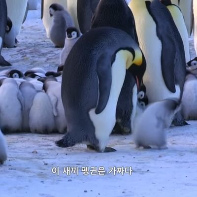 본계가 특별사면 받았는데 이제 이 계정을 어떡하면 좋지