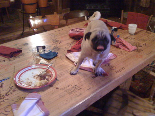 Obey the pug!