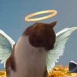 DeaScott1's profile picture. I walked over Rainbow Bridge September 14, 2020.   My humom misses me a lot.   She was my servant for 17 years.