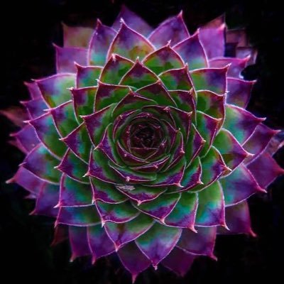 Living with gratitude, positive intent, and compassion for all living beings. By coming together, we can Spread The Light, one spark at a time. 🕉