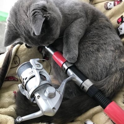 temaritsuri's profile picture. ブリティッシュショートヘアの女の子に飼い主が釣果を報告します。釣り🎣と猫😺 相模川/相模湾/津久井湖 #バス釣り