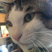 長谷川迷人 (@hasegawameijin) Twitter profile photo