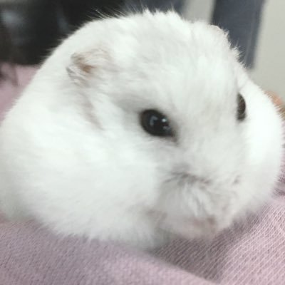 PSVueS3dIuRhEW2's profile picture. ハムスターを飼っています！🐹💖 パールホワイトハムスターで白くて可愛い(⸝⸝⸝ᵒ̴̶̷̥́ - ᵒ̴̶̷̣̥̀⸝⸝⸝)