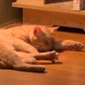 nyanctl's profile picture. SWE & sometimes security researcher, NYU MSCS, member of https://t.co/R4a4yethba and @acebearteam. PL theorist wannabe. He/him/*. Views are my own, not my employers’