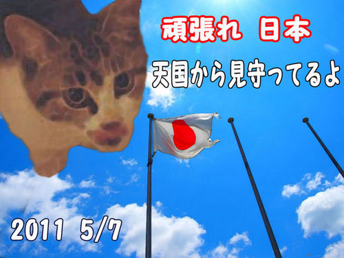 犬猫殺処分年0へ。動物と人間の幸せな共生。宮島の鹿さんを救う！！ノアの方舟に皆で仲良く乗れますように。『活動』アニマルライツ、宮島の鹿さん救う会、うたごえ活動(平和活動)『趣味』テーブル茶道、津軽三味線、キックボクシング、チョークアート【興味】宇宙