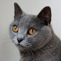 harumi (@harumi_fourcats) 's Twitter Profile Photo harumi (@harumi_fourcats) 's Twitter Profile Photo