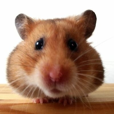 oldirtyhamster Profile Picture