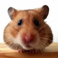 Ol' Dirty Hamster (@oldirtyhamster) 's Twitter Profile