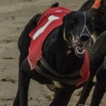 If there's a space on the floor, there's room for more #retirednotrescued greyhounds. Yes, they raced, yes, they're mine...then and now.