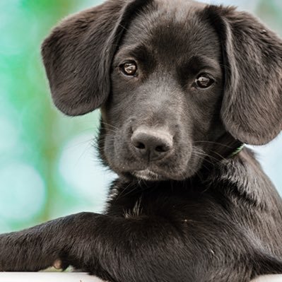 HairyLove87's profile picture. 