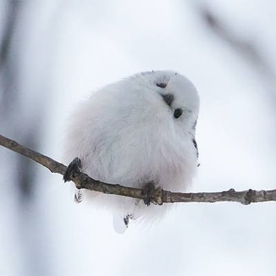 らふどり on X: 