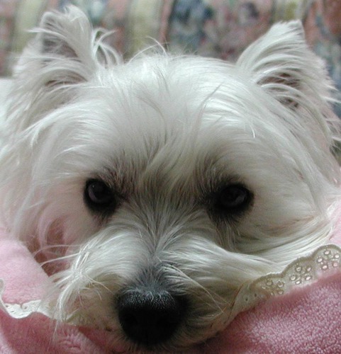 masusaan's profile picture. 北海道出身、茨城県守谷市在住の市民ランナーです。 活動場所は、皇居周辺と地元守谷です。 直近のレースは、10月26日開催の手賀沼エコマラソンでした。 愛犬ミルキィ(ウエストハイランドホワイトテリア)と休日は散歩をします。