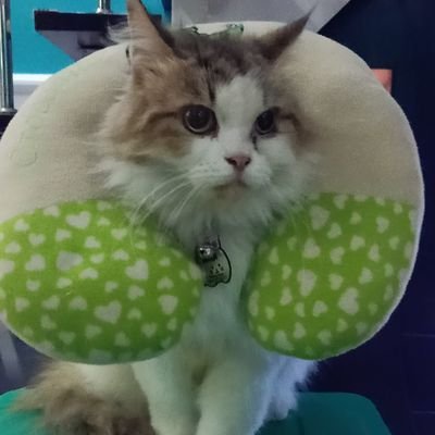 Hai, I'm Alice. This account about Victon, mybe not 🤭 but Victon my bias 😍 I hope we can be good friends. meow 😻 💙💛
Join PO Album by @heochan_kstuff