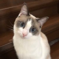 トマソン (@tomasson0626) 's Twitter Profile