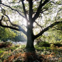 Natural Allies (@_natural_allies) 's Twitter Profile