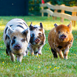 Pigs from around the world travel to the heart of England to compete in the greatest Pig Championship of all time.