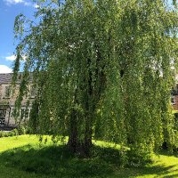 Stonehouse Community Arboretum(@StonehouseTrees) 's Twitter Profileg