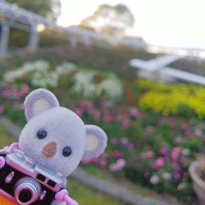 シルバニアの赤ちゃんとの生活🐨🐨ご贔屓はこあらちゃん達💕主にお出掛け記録です。無言フォロー失礼します＆歓迎です🐨💕ヲタク要素あり。グラブル、うたプリ❤️