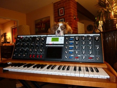 Playstheblues's profile picture. 