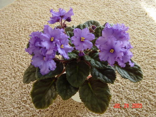 t1violet's profile picture. I grow African violets and other gesneriads; I love dogs and my 3 grandgirls!!!