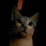 131Tmt's profile picture. Y porque no