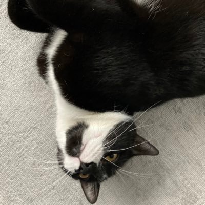 JPonBass70's profile picture. AKA Jawsnut. Movie, music, book & shark enthusiast. Sea Shepherd supporter. I play bass and teach English. Love horror, hate Trump.