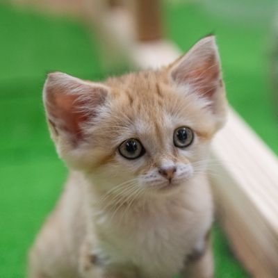 常に動物園にいきたい人。
📷 : Nikon D850　　　　　　　　　　　
ネコ科とレッサーパンダとクオッカ好き。
　　　　　　　　　　　　　　　　　　　　　　　　　　　　　
※写真の無断転載や加工品の無断掲載、商用利用などは禁止です。