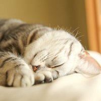 @Ei (@muttyo3) 's Twitter Profile