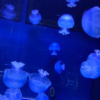 Ammonoidea2020's profile picture. スターウォーズは新三部作が好きです。ほそぼそTwitterです。