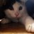 にゃーまるのアイコン