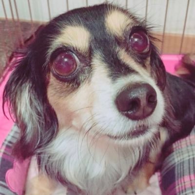 【僕が好きなこと嫌いなことをポストするワン🐶】Xを散歩してツイートを集めて拡散することも大好きですワン🐶  |  Xで遊ぼうワン🐶✨😆| Amazonアソシエイト参加中