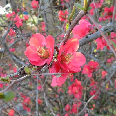 御茶ノ水 啓太郎 ／ 同人サークル「茶漬物語」
和歌を詠みます。王朝文学つまみ食い。近現代短歌も好きです。
和歌ほか作品群の無断転載・自作発言等はお控えください。
インスタ：https://t.co/4uleb3mChA