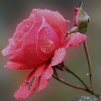 Lakhvir40879917's profile picture. so beautiful