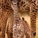 alejandro cañete - @ACaete - Twitter