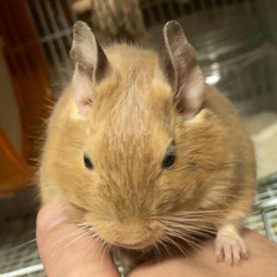ばりな=Ryoさんのプロフィール画像