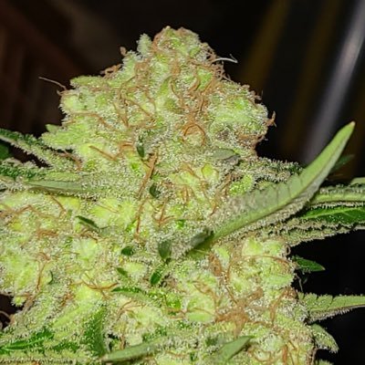 Master growers that assist new growers with helpful tips, seed and strain reviews, new equipment. DM for private training both virtual and in person.