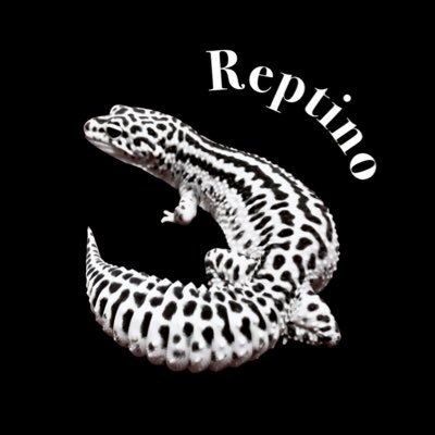 大阪平野区の爬虫類ショップ🐍 拘りの自家繁殖個体をメインに販売しています。(営業時間は水曜と土曜の12時〜16時。変更時や臨時休業はXにて告知)#レオパ #ニシアフ #コーンスネーク #ボールパイソン #フトアゴ クレカ、PayPay、楽天Pay可◎ 販売250091A