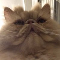 ruhat (@thedemlik) 's Twitter Profile