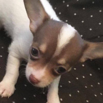 My dog of 15 years recently passed away.  Leaving me lonely .  I did my research and wanted chihuahua.  I found my baby boy.  He comes home December 8th