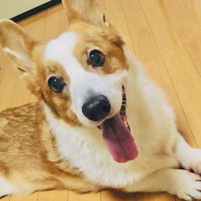 2006.4.3−2022.1.24🌈 大好きな愛犬 優(ゆう)の思い出を綴るアカウント|頭から日高昆布の匂いがしたコーギーの男の子|2019〜後肢麻痺&車椅子→全身麻痺・バギー| #秘密結社老犬倶楽部天国支部|飼い主Aki @AA_YB7 同居鳥BullBull @GoshikiBullBull