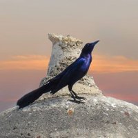 El ajedrecista... (@pedrosalazar420) 's Twitter Profile