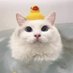 Duckris (@duckris_) Twitter profile photo