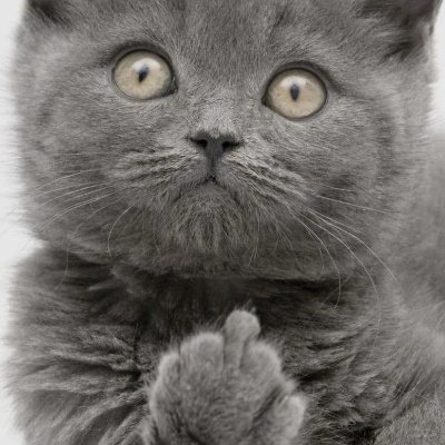 AlexSnegg's profile picture. 