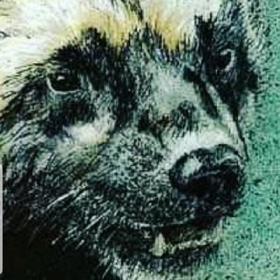 TheRat420_'s profile picture. Raccoon Magic 🦝 PizzaExpert🍕 Legend⚒ Coon Of Ra ☀️ Master Of Time🕖 6'1 162lbs TangDynastyZhanMaDaoPractitioner⚔️ (HorseCleavingSword) 🔱 Bodhisattva Believer