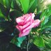 Bloom by Allie 🌻 (@bloombyallie) Twitter profile photo Bloom by Allie 🌻 (@bloombyallie) Twitter profile photo