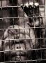 Kami adalah ARS : Animal Rescue Society. Mari peduli hewan langka di Indonesia, dimulai dari diri sendiri :)
