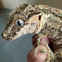 仙台のアキラ (@7zja2imgukxdozj) Twitter profile photo